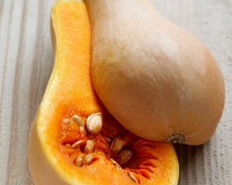 Organic Winter Waltham Butternut Squash Heirloom Vegetable Seeds