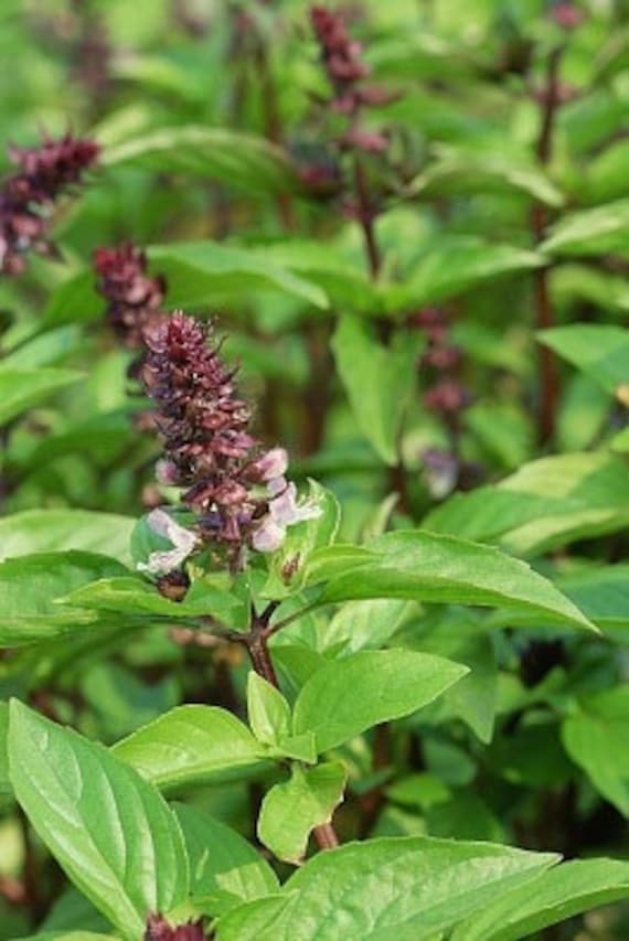 Organic Cinnamon Basil Heirloom Herb Seeds