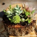 Succulents in a Tree Stump Planter by radmegan on Etsy