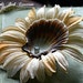 Shellina - Mermaid Trinkets - Hair Clip Fascinator