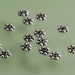 Sterling Silver Oxidized Daisy Spacers 3.5mm - 20 beads