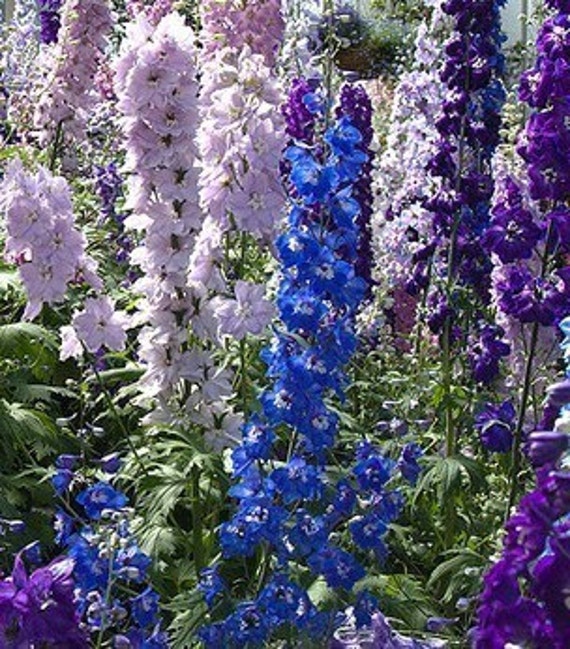 Heirloom Delphinium Rocket Larkspur Flower Seeds