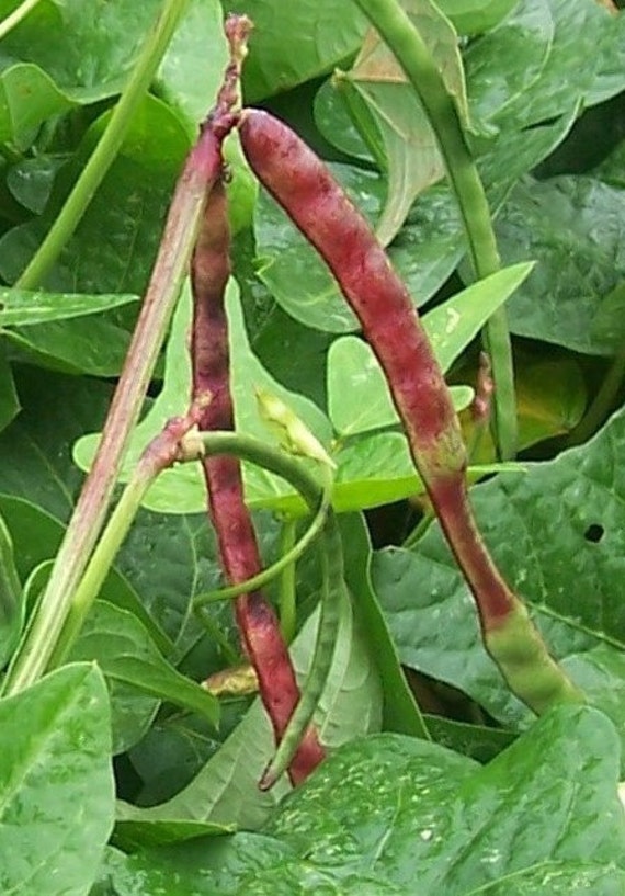View Red Ripper Cowpeas Recipe Images