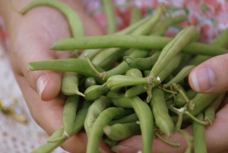 Heirloom Provider Bush Green Bean Seeds by myvictorygarden on Etsy