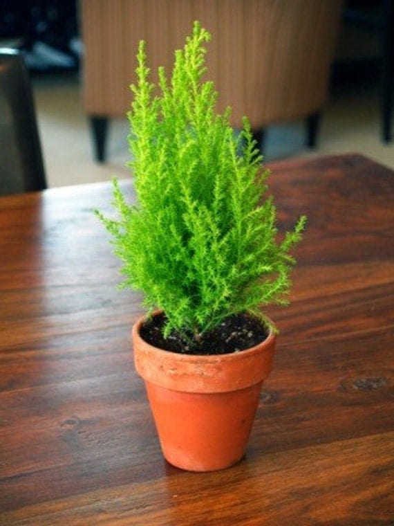 Tiny Lemon Cypress Christmas Tree