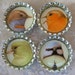 4 Bird Bottle Cap Magnets with Organza Bag