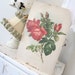 RESERVED - SALE - Vintage Paul de Longpre Roses - Antique American Beauty - Shabby French Cottage - Kalamazoo Corset Co. Advertising