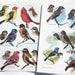 vintage bird illustrations- 8 bird print color plates