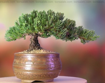 Handcrafted, Healthy Japanese Juniper Bonsai in Han-Kengai Cup