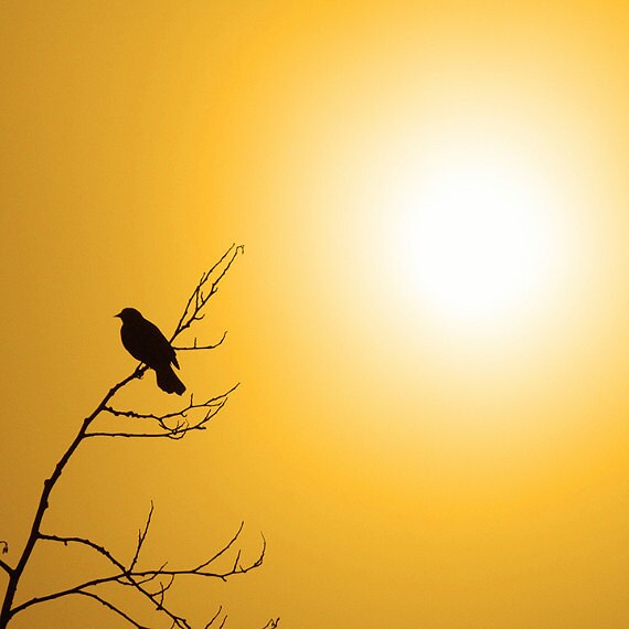 nature photography good morning sunshine yellow nature photography good morning sunshine yellow