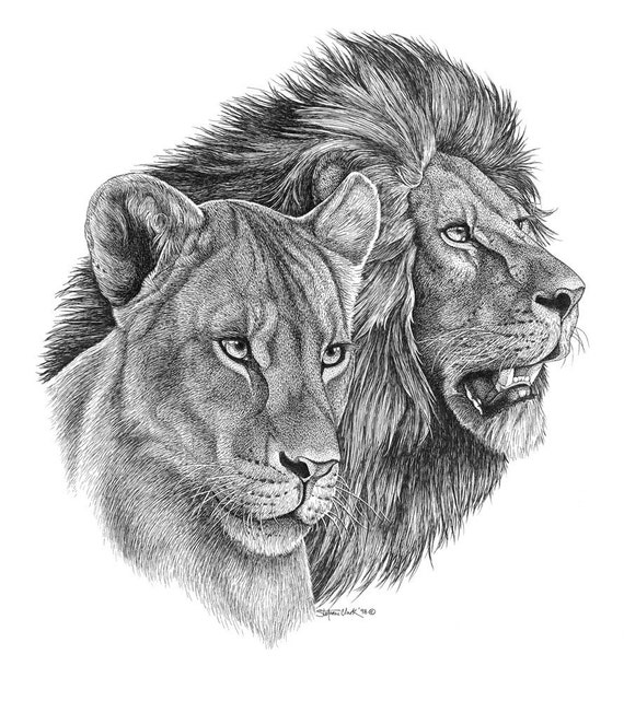 Items similar to African Lions, Original pen and ink drawing by ...