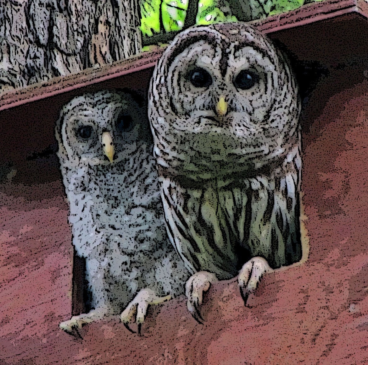 Barred Owl Mother and Daughter