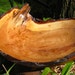 Natural bark edge cherry crotch bowl with a limb in the rim