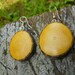 Naturally Yellow Reclaimed Wood Earrings