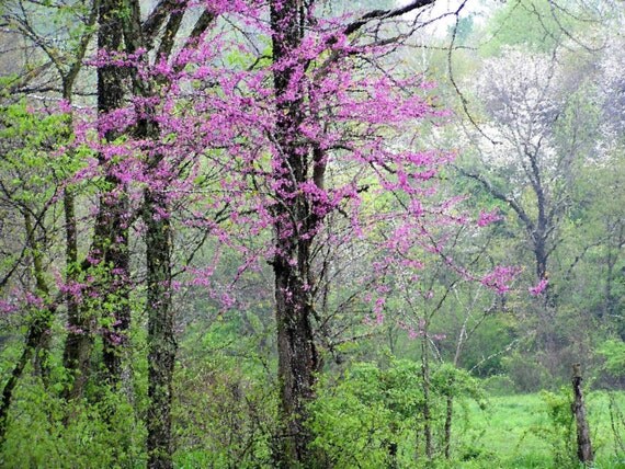 April Redbud 5x7 Ohio Spring Trees Nature Photograph