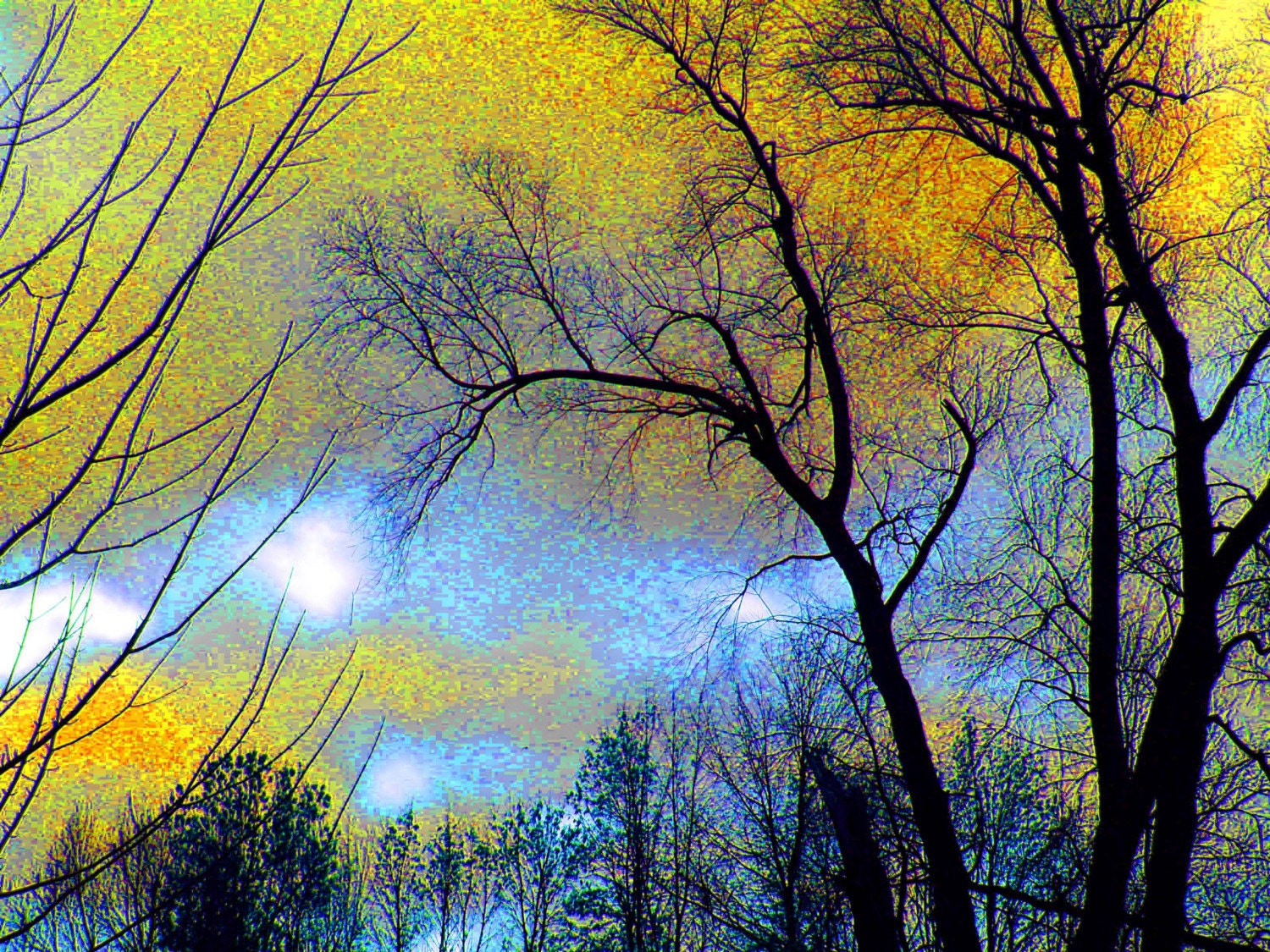 Etched in Gold 4x6 Abstract Art Tree Photograph