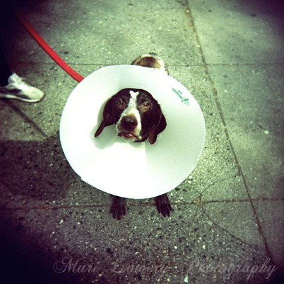 Collection 103+ Images dog with a cone on his head Latest