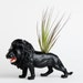 Lion Planter with Air Plant Room Decor, College Dorm Animal Ornament, Black Safari Animal, Geekery