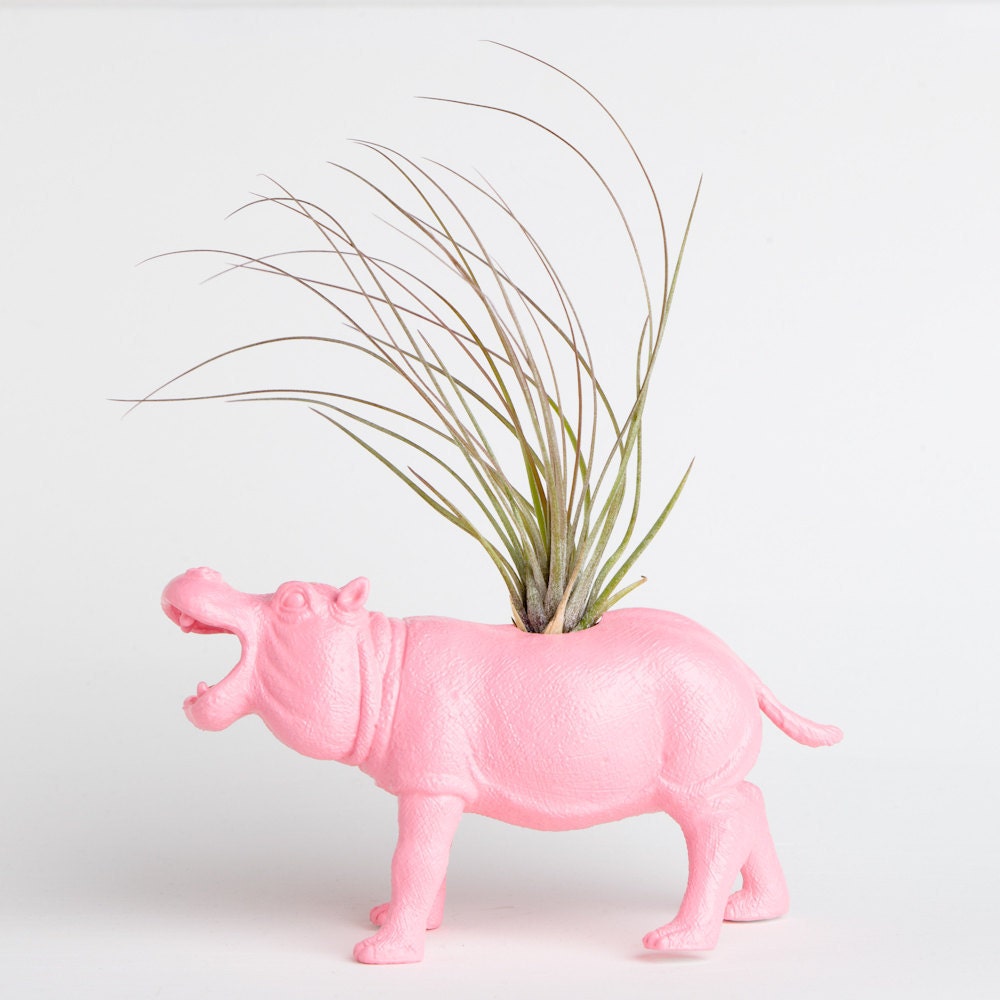 Air Plant Hippo Planter Room Decor College Dorm Ornament
