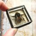 Pocket Natural History Museum - Glass Box Assemblage