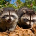 Laughing Raccoons - 5 x 7 Photographic Print