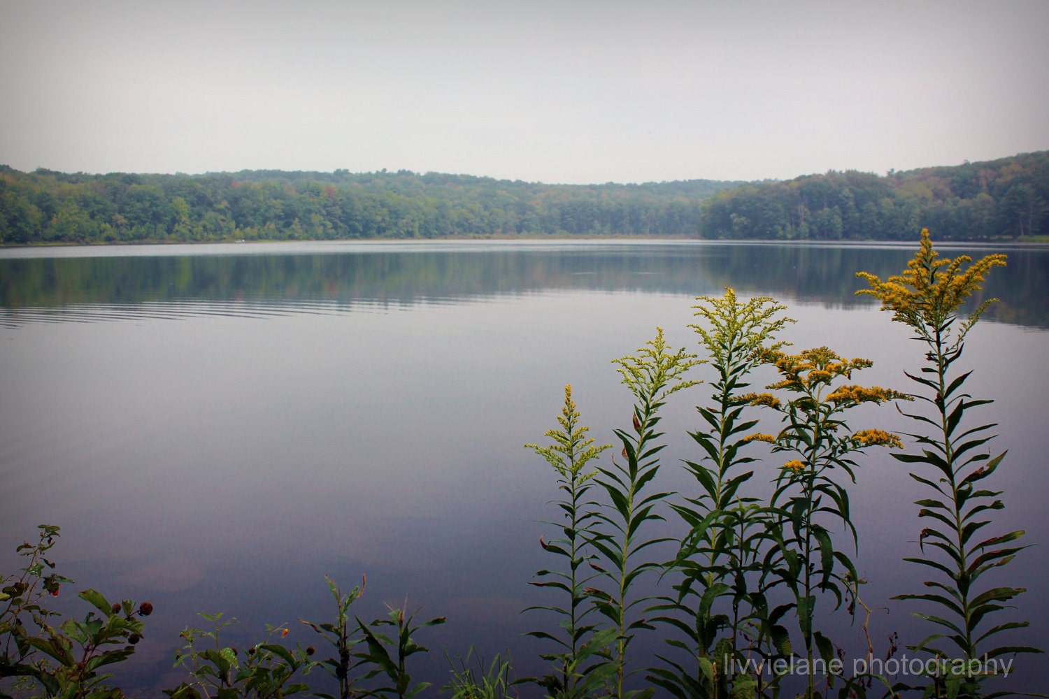 Moon Lake Park PA Fine Art Landscape 8x12 Photograph