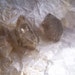 Tibetan Quartz Crystals - Double Terminated - lot of 4 - Large - Cabbing supplies - raw rough - points - Smoky Quartz - coyoterainbow