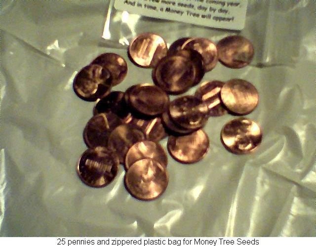 Money Tree Seeds