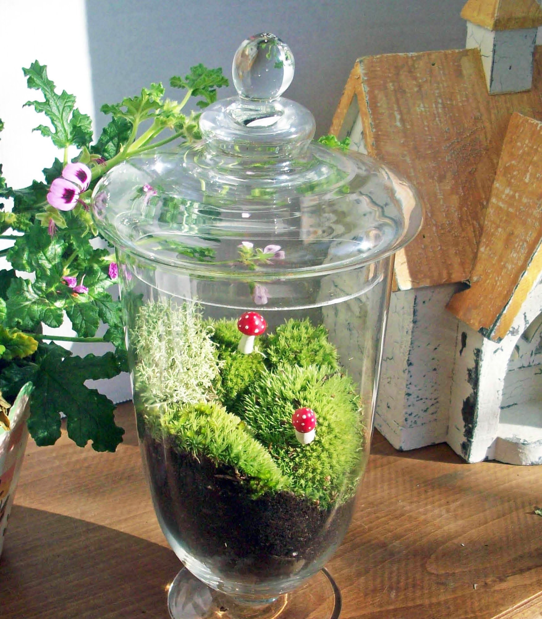 Apothecary Jar Terrarium No. 31