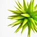4 inch Chartreuse Star Urchin Ornament