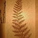 Fern Lamp