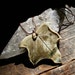 Dark Green Maple Leaf Porcelain Necklace from the Forest with a Brass snake chain