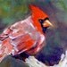 Young Cardinal, 5x7 Original Oil Daily Painting