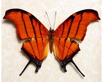 Framed Butterfly Ruddy Dagger Conservation Display 710