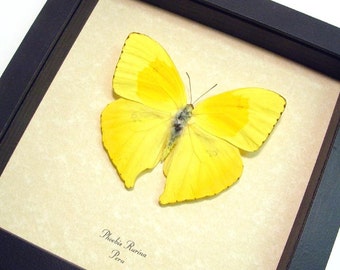 Yellow Butterfly 155