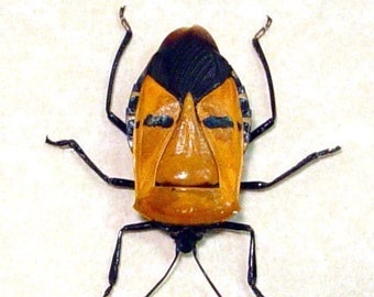 Black Friday/Cyber Monday Sale Real Framed Man Face Beetle Great Gift For Dad 2220