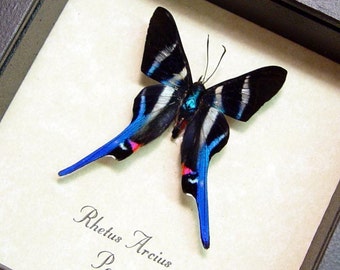 Black Friday/Cyber Monday Sale Rhetus Arcius Real Conservation Framed Butterfly Display 354