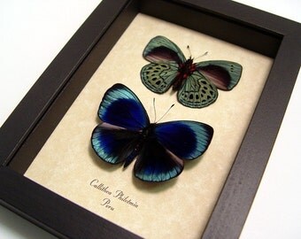 Metallic Blue Green Spotted Real Butterfly Conservation Pair 355p