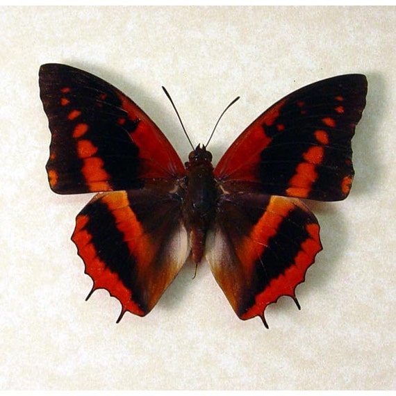 REAL BUTTERFLY Western Red AFRICAN Charaxes cynthia 532
