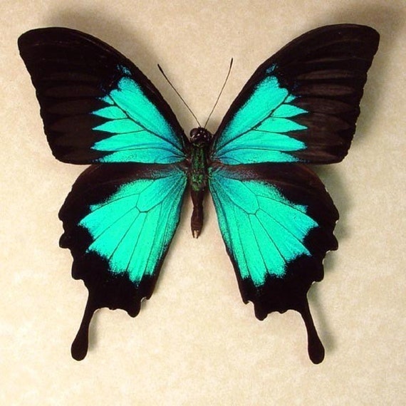 GIANT BLUE SWALLOWTAIL REAL SHADOWBOX FRAMED BUTTERFLY 204