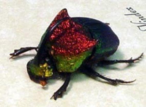 RAINBOW SCARAB BEETLE MALE REAL CONSERVATION DISPLAY 2196