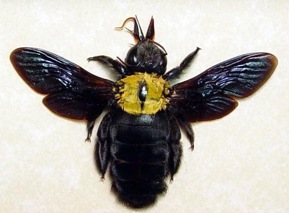 black bee with white spots