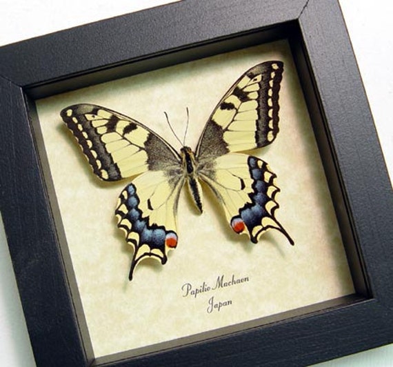 Japanese Butterfly Papilio Machaon Female Real Framed