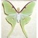 REAL LUNA MOTH MALE ACTIAS LUNA FRAMED 1124