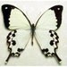 BUTTERFLY REAL SWALLOWTAIL framed MADAGASCAR 130