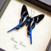 Rhetus Arcius Real Conservation Framed Butterfly Display 354