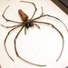 Real Female Japanese Golden Orb Weaver Framed Spider 2207
