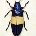 Real Metallic Blue Jewel Beetle Conservation Display 2298