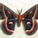 Real Framed Hyalophora Cecropia Male Silk Moth 1028m
