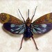 Savia Bullata Real Blue Long Nose Lanternfly Insect 8038